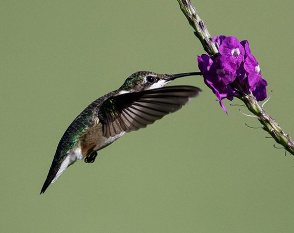 Hummingbird on Porterweed Hummingbird on Porterweed