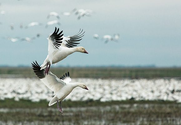 Two in a Million Two in a Million