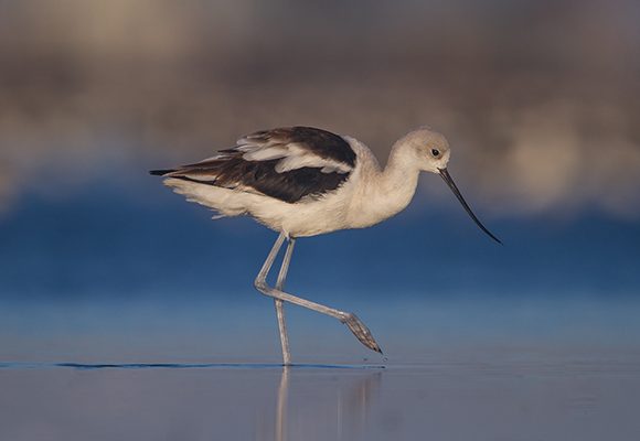 Avocet Portrait Avocet Portrait
