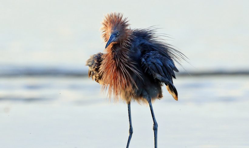 Nothing Better than Birding in Galveston! Nothing Better than Birding in Galveston!