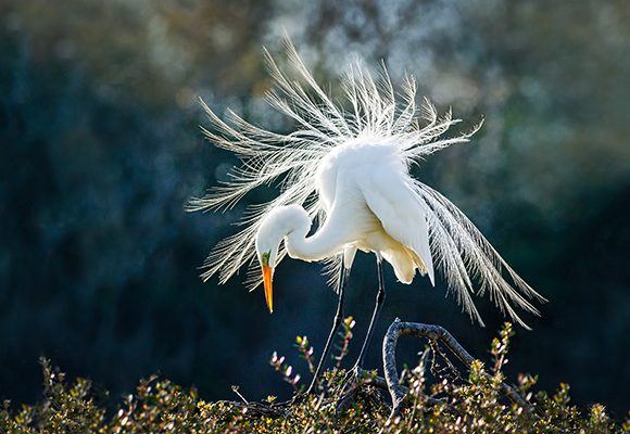 Egret Mating Posing Egret Mating Posing