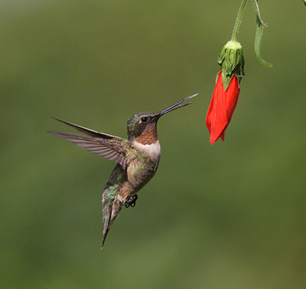Red and Ruby Red and Ruby
