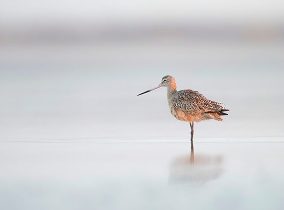 Marbled Godwit At Early Morning Lights Marbled Godwit At Early Morning Lights