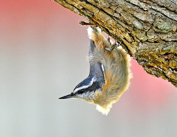Red Breasted Nut Hatcher Red Breasted Nut Hatcher