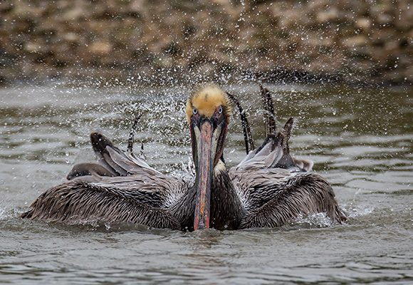 Splish Splash, Taking A Bath Splish Splash, Taking A Bath