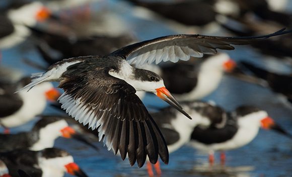 Black Skimmer Black Skimmer