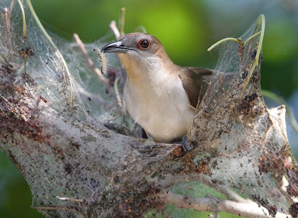 Cuckoo With Webworm Cuckoo With Webworm