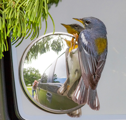 Triple Threat Triple Threat