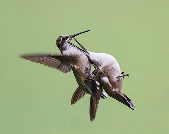 Hummers Fight Hummers Fight