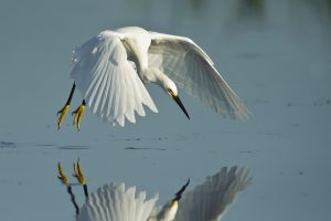mccain_angela_snowy_egret-2
