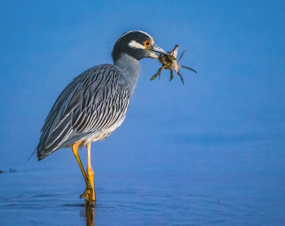 Late Night Snack Late Night Snack