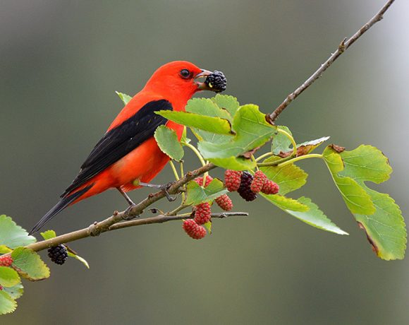 Scarlet Tanager with Mulberry Scarlet Tanager with Mulberry