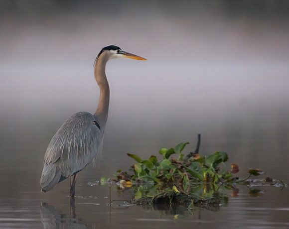 Blue Still Life Blue Still Life