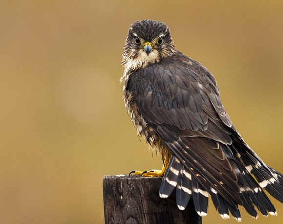 I’m Watching You I’m Watching You