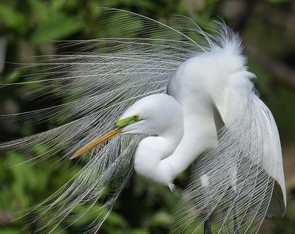 Fancy Egret Fancy Egret