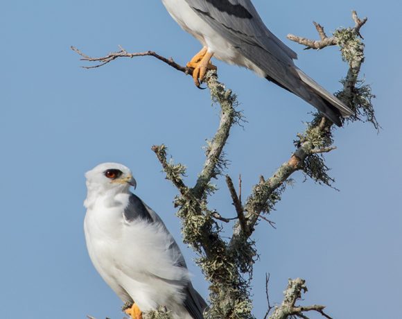 Keeping Watch Keeping Watch