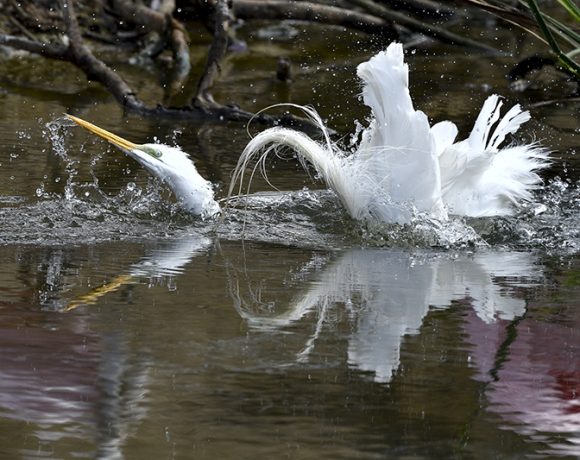 Egret Bathing Egret Bathing