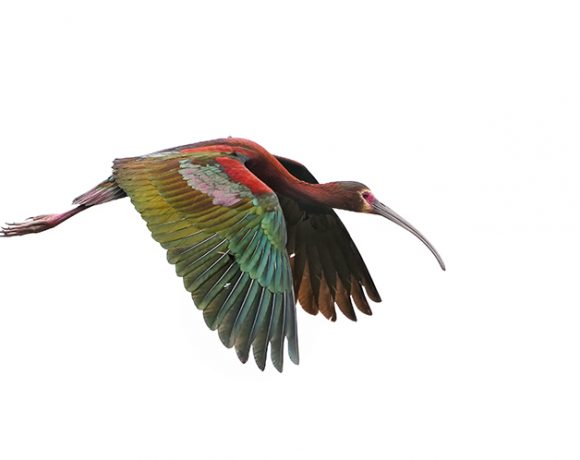 True Colors True Colors