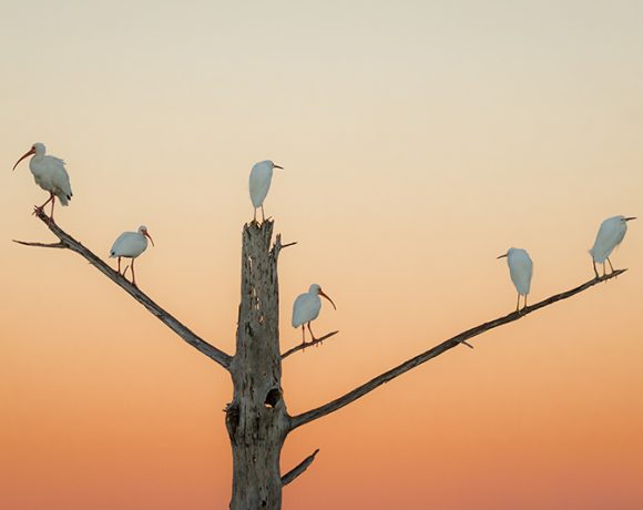 A Question of Balance A Question of Balance