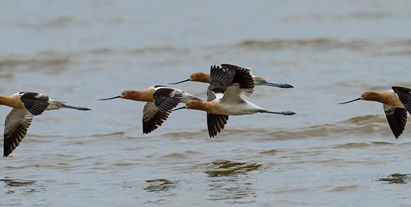 Avocet Flight Avocet Flight