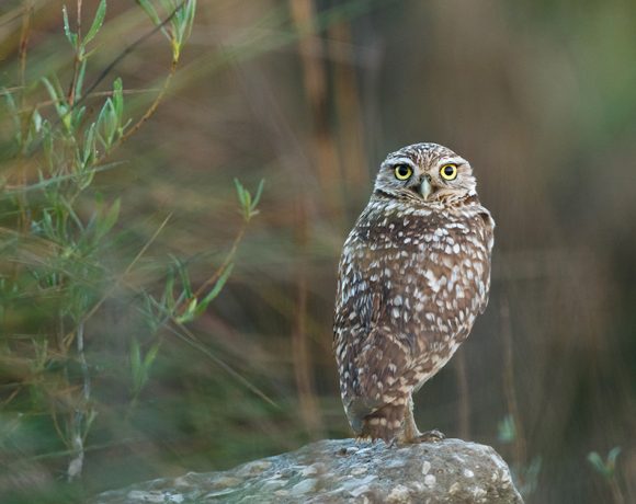 Eyes Wide Open Eyes Wide Open