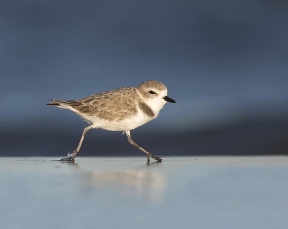 Snowy Plover Snowy Plover