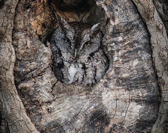 Screech Owl Screech Owl