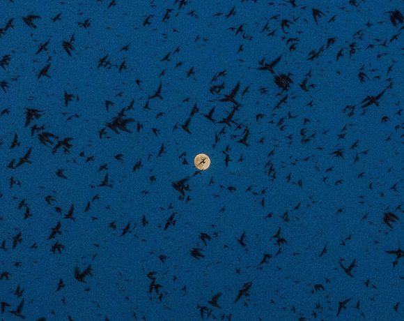 A Universe of Purple Martins A Universe of Purple Martins