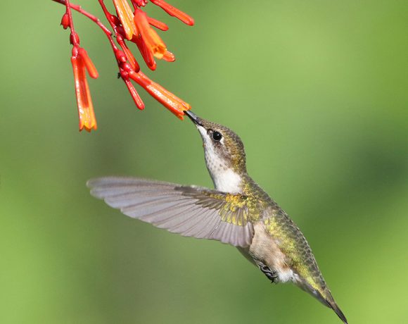 Drinking Deeply Drinking Deeply
