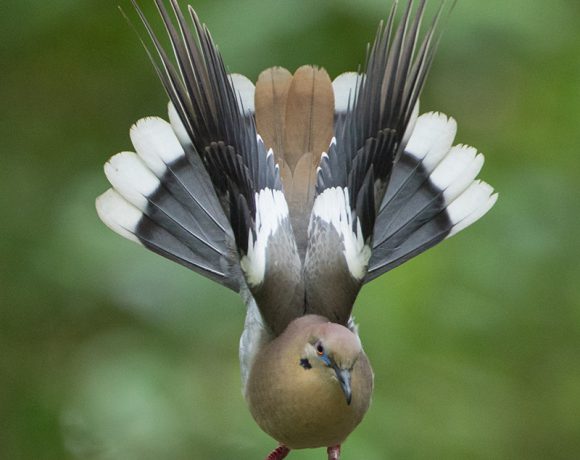 White-wing Dove Display White-wing Dove Display