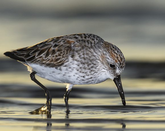 Morning Sun Morning Sun