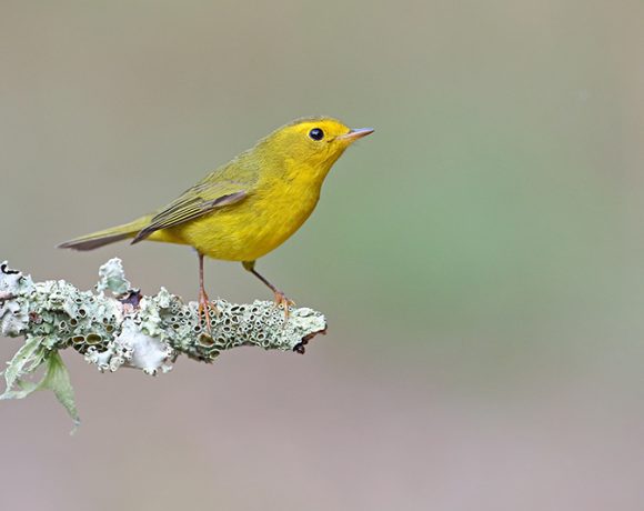 Wilson’s Warbler Wilson’s Warbler