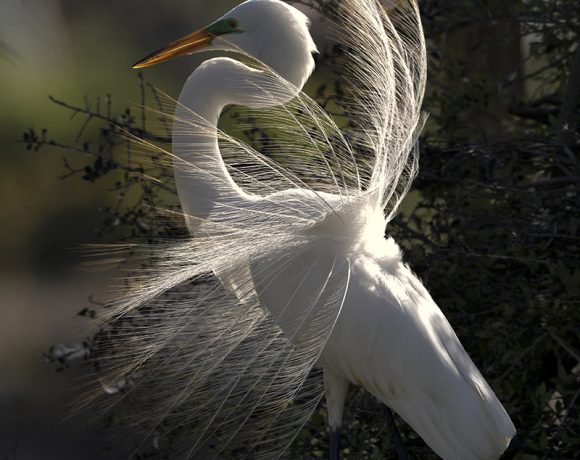 Displaying Great Egret Displaying Great Egret