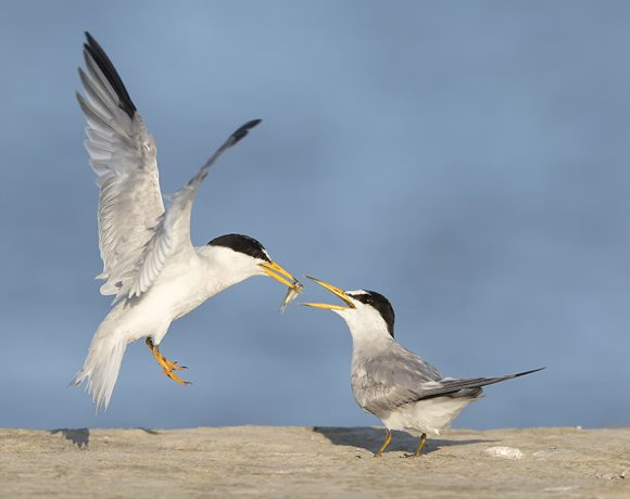 Will You Be Mine Will You Be Mine