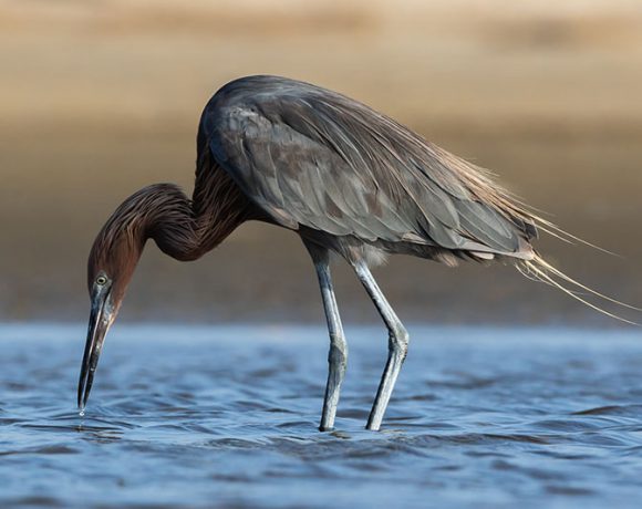 Concentration Concentration