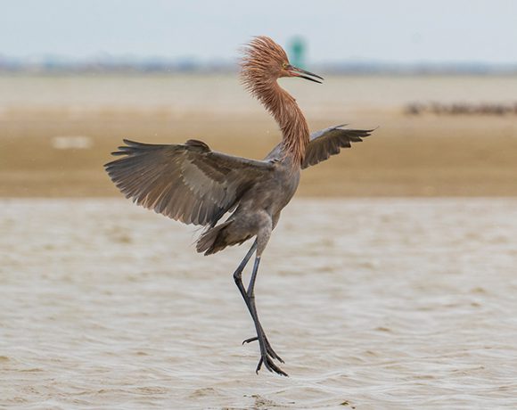 Dancing With The Stars Dancing With The Stars