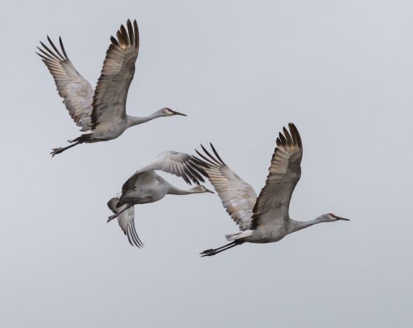 Sandhill Cranes in Flight Sandhill Cranes in Flight