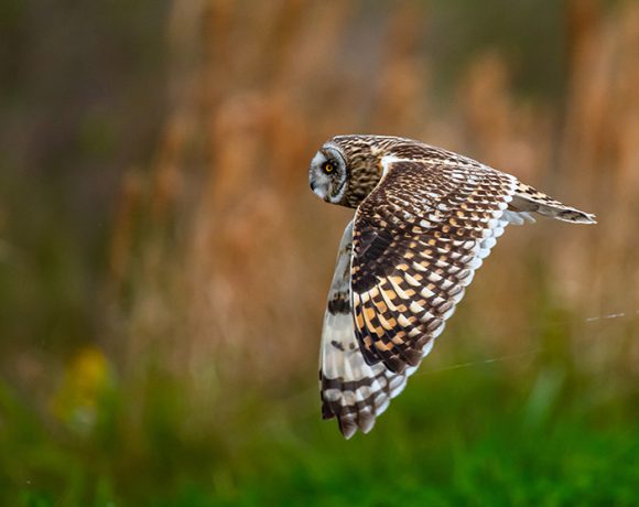 Short Eared Owl at Anahuac Short Eared Owl at Anahuac