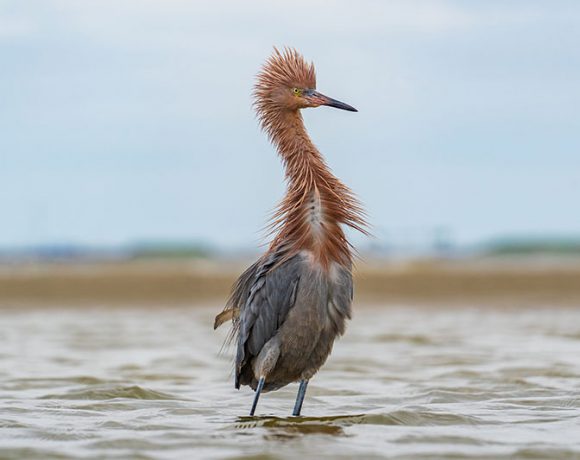 Reddish Egret Bad Hair Day Reddish Egret Bad Hair Day