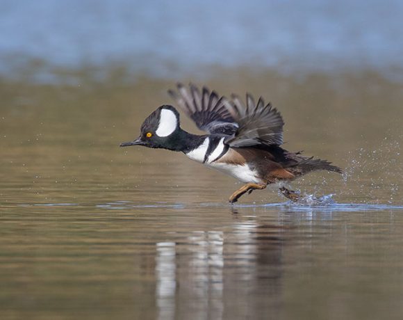 Running Man Running Man