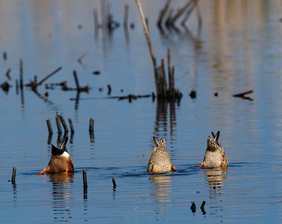Bottoms Up Bottoms Up