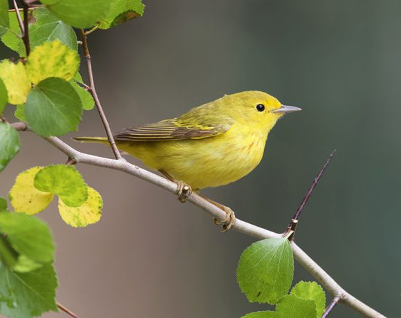 Yellow Warbler Yellow Warbler