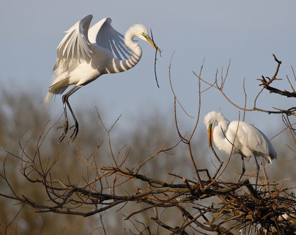 Nesting Egrets Nesting Egrets
