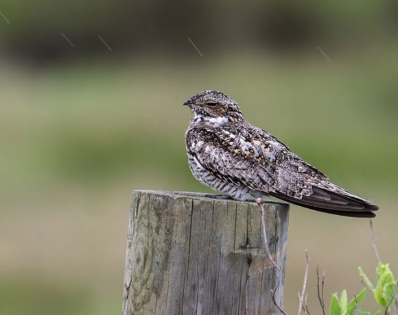 Nighthawk in the Rain Nighthawk in the Rain