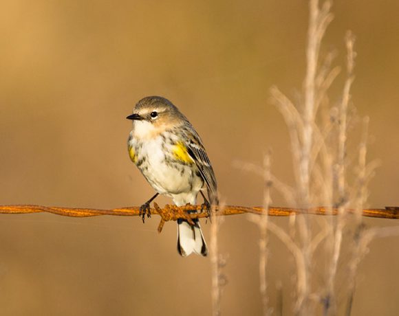 Bird on a Wire Bird on a Wire