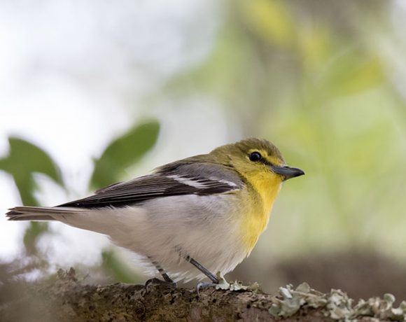 Lofty View Lofty View