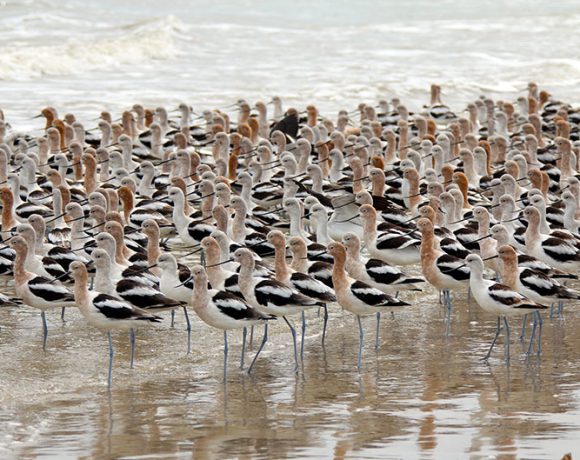 Family Reunion Family Reunion