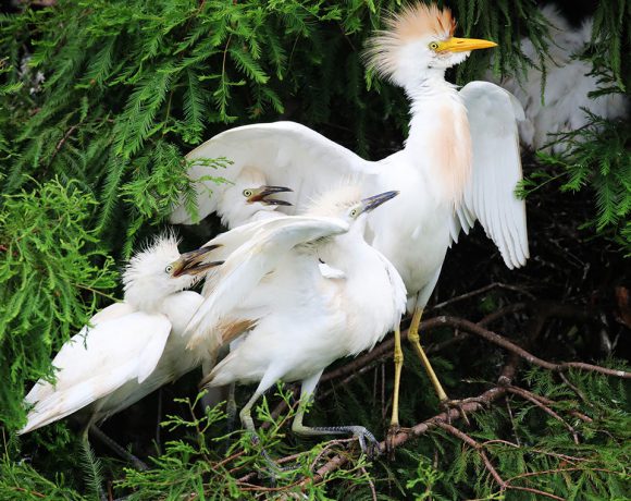 We are Family We are Family