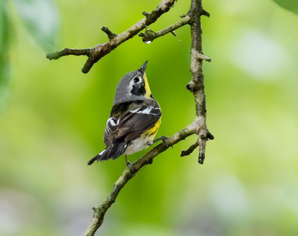 Magnolia Raindrop Magnolia Raindrop