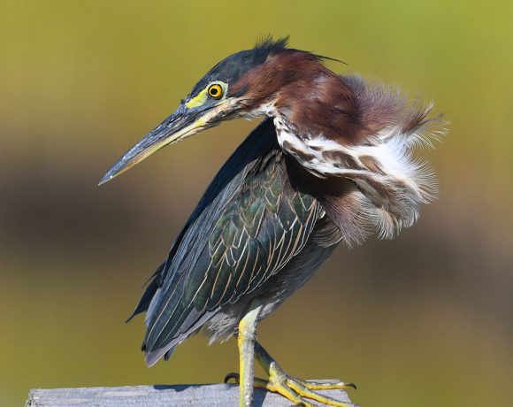 Looking Sharp Looking Sharp